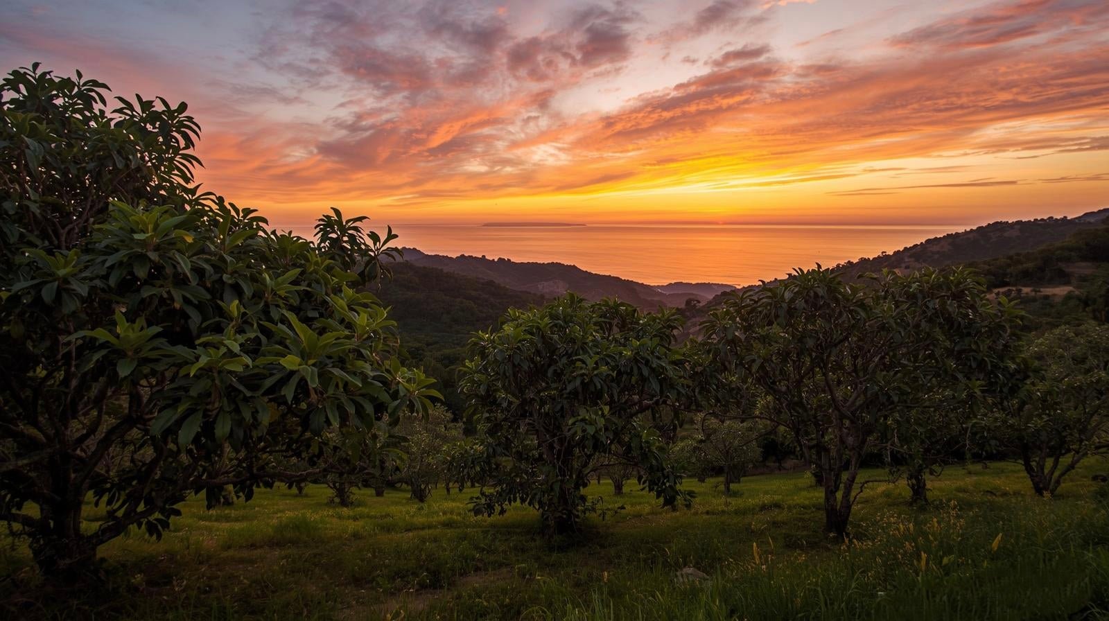Aguacates fuerte - avocado republic