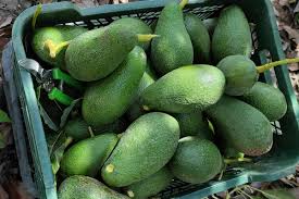 Aguacates fuerte - avocado republic