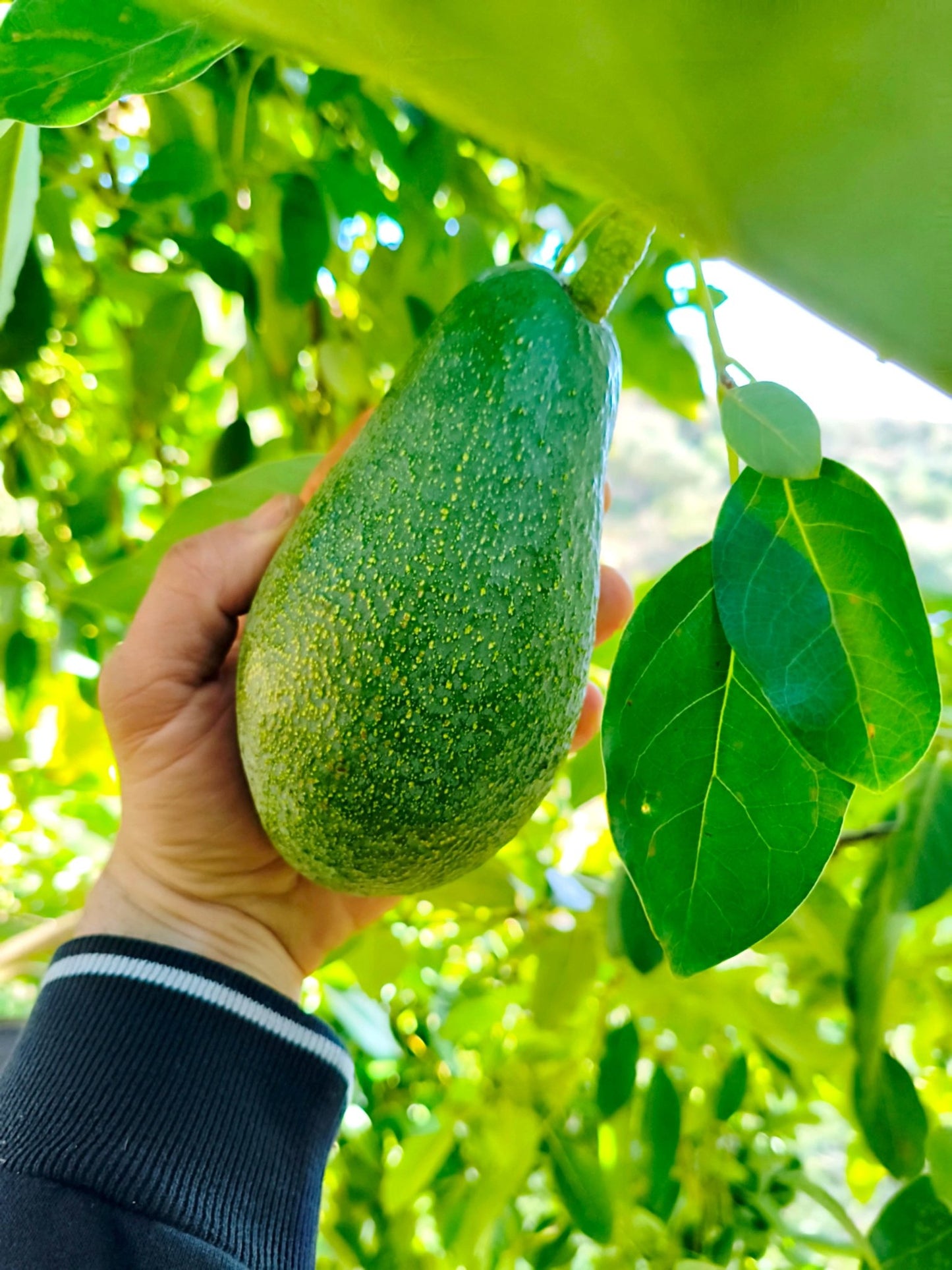 Aguacates fuerte - avocado republic