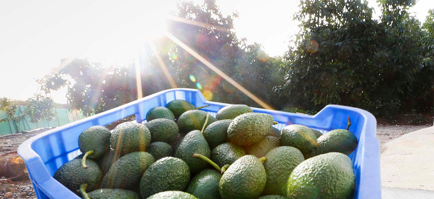 Aguacates hass - avocado republic